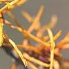 Hamamelis x intermedia 'Aphrodite', flowers
