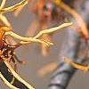 Hamamelis x intermedia 'Aphrodite', flowers