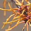 Hamamelis x intermedia 'Aphrodite', flowers