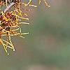 Hamamelis x intermedia 'Aphrodite', flowers