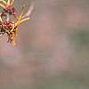 Hamamelis x intermedia 'Aphrodite', flowers