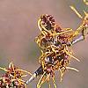 Hamamelis x intermedia 'Aphrodite', flowers