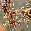 Hamamelis x intermedia 'Aphrodite', flowers