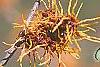 Hamamelis x intermedia 'Aphrodite', flowers