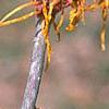 Hamamelis x intermedia 'Aphrodite', flowers