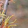 Hamamelis x intermedia 'Aphrodite', flowers