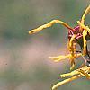 Hamamelis x intermedia 'Aphrodite', flowers