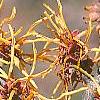 Hamamelis x intermedia 'Aphrodite', flowers