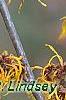 Hamamelis x intermedia 'Iwadoo', flowers