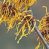 Hamamelis x intermedia 'Iwadoo', flowers