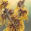 Hamamelis x intermedia 'Iwadoo', flowers