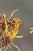 Hamamelis x intermedia 'Iwadoo', flowers