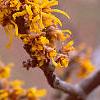 Hamamelis x 'Brevipetala', flowers
