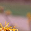Hamamelis x 'Brevipetala', flowers