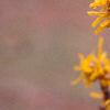 Hamamelis x 'Brevipetala', flowers
