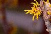 Hamamelis x 'Brevipetala', flowers