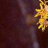 Hamamelis x 'Brevipetala', flowers