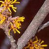 Hamamelis x 'Brevipetala', flowers