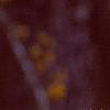 Hamamelis x 'Brevipetala', flowers