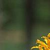 Hamamelis x 'Brevipetala', flowers