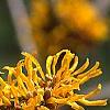 Hamamelis x 'Brevipetala', flowers