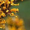 Hamamelis x 'Brevipetala', flowers