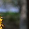 Hamamelis x 'Brevipetala', flowers