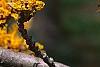 Hamamelis x 'Brevipetala', flowers
