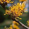Hamamelis x 'Brevipetala', flowers