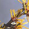 Hamamelis x 'Brevipetala', flowers