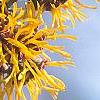 Hamamelis x 'Brevipetala', flowers