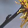 Hamamelis x 'Brevipetala', flowers