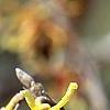 Hamamelis vernalis, flowers