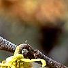 Hamamelis vernalis, flowers