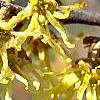 Hamamelis vernalis, flowers