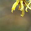 Hamamelis vernalis, flowers