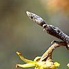 Hamamelis vernalis, flowers