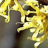 Hamamelis vernalis, flowers