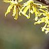 Hamamelis vernalis, flowers