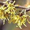 Hamamelis vernalis, flowers