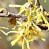 Hamamelis vernalis, flowers