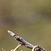 Hamamelis vernalis, flowers