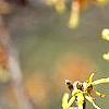 Hamamelis vernalis, flowers