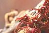 Hamamelis vernalis, flowers
