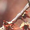Hamamelis vernalis, flowers