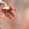 Hamamelis vernalis, flowers