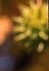 Liquidambar styraciflua, fruit
