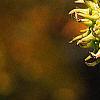 Liquidambar styraciflua, fruit