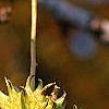 Liquidambar styraciflua, fruit