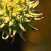 Liquidambar styraciflua, fruit